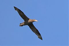 Northern Giant-Petrel