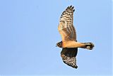 Northern Harrier