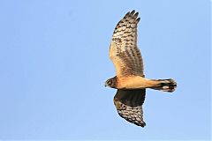 Northern Harrier