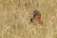 Northern Harrier