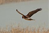 Northern Harrier