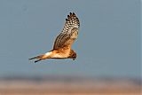 Northern Harrier