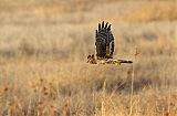 Northern Harrier