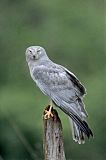 Northern Harrier