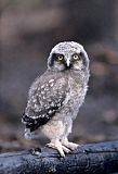 Northern Hawk Owl