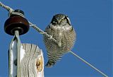 Northern Hawk Owl