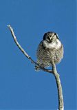 Northern Hawk Owl