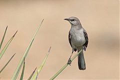 Northern Mockingbird