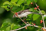 Northern Mockingbird