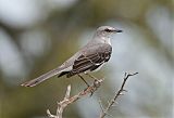 Northern Mockingbirdborder=