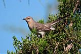 Northern Mockingbirdborder=