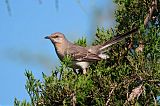 Northern Mockingbird