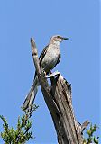 Northern Mockingbirdborder=