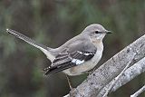 Northern Mockingbird