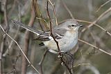 Northern Mockingbirdborder=