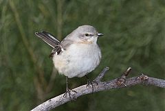 Northern Mockingbird