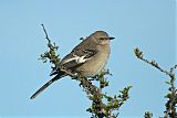 Northern Mockingbirdborder=