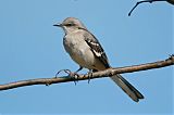 Northern Mockingbirdborder=