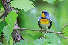 Northern Parula