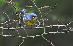 Northern Parula