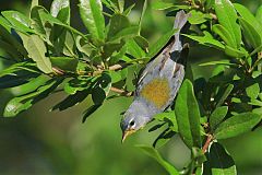 Northern Parula