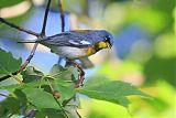 Northern Parula