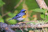 Northern Parula