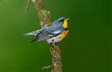 Northern Parula