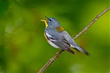 Northern Parula