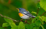 Northern Parula