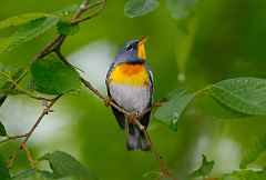 Northern Parula