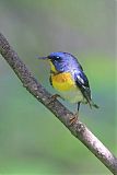 Northern Parula