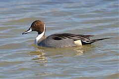 Northern Pintail