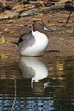 Northern Pintailborder=