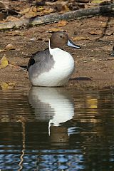 Northern Pintail