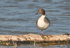 Northern Pintail