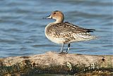 Northern Pintail