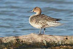 Northern Pintail