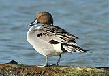 Northern Pintail