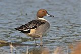 Northern Pintail