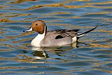 Northern Pintail