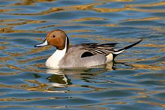 Northern Pintail