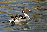 Northern Pintail