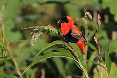 Northern Red Bishop