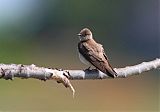 Northern Rough-winged Swallow