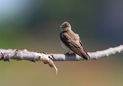 Northern Rough-winged Swallow