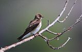 Northern Rough-winged Swallowborder=