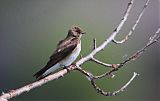 Northern Rough-winged Swallow