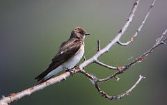 Northern Rough-winged Swallow