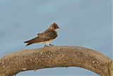 Northern Rough-winged Swallow